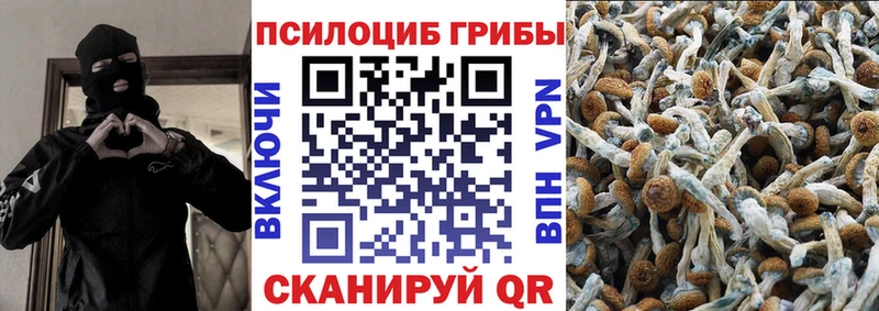 Купить  Краснознаменск  Галлюциногенные грибы Psilocybine cubensis 